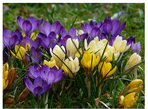 Oliwier's Bulbs 20 x Crocus Species Mixed Spring Flowering Bulbs Botanical Dwarf Early Flowers Ready for Planting Now, Yellow,Green,White,Purple