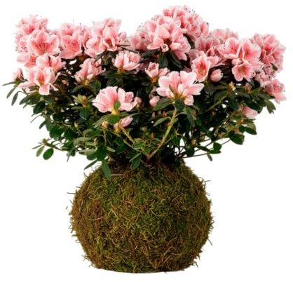 Planta Viva de Interior en Kokedama Azalea – Decoración Natural con Flor | DECOALIVE