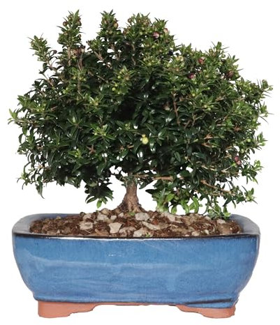 KENTIS - Bonsai di Mirto - Myrtus Communis Tarentina - Piante Vere da Esterno da Frutto da Fiore - Balcone - H 23/33 cm Vaso in Ceramica 21 cm