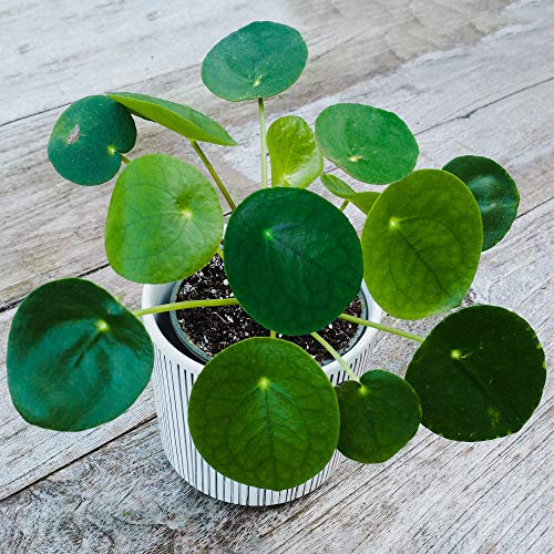 Pilea Peperomioides Plante à Monnaie Chinoise d'Intérieur pour la Masion ou le Bureau