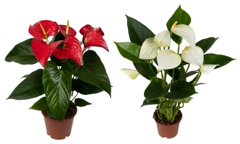 DECOALIVE Plantas de Interior Naturales con Flor Anturio Rojo y Anthurium Blanco