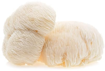 Hawlik Pilzbrut - BIO Culture de Lions Mane - Kit champignons à faire pousser- Cultiver soi-même Hericium - Set de culture de champignons crinière de lion - Kit champignon pour la maison