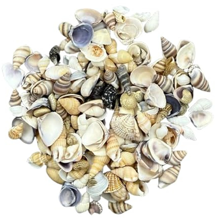 Galenecx 200g Conchas Mixtas, Mar Decoracion Caracolas Marinas Naturales, Concha Decorativas Sin Perforar, Concha de Playa, para Decoración del Hogar, Relleno de Jarrón de Pecera