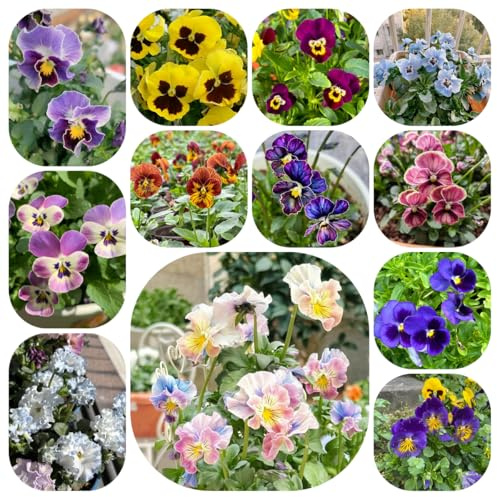 Semillas de pensamiento, interior de exterior de primavera de jardin, perennes y resistentes. 400pcs