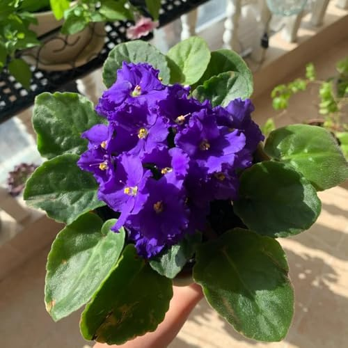 usambaraveilchen - kräuterpflanzen indoor kräutergarten wildkräuter balkonpflanzen frühling pflanztöpfe zimmerpflanzen wildblumensamen pflanzensamen exotisch zimmerbonsai 450samen
