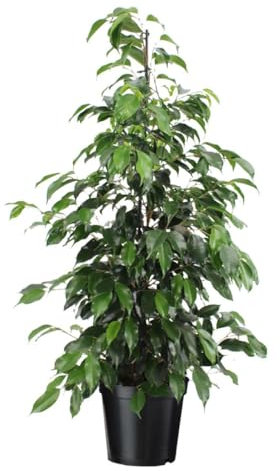 Plant in a Box - Ficus benjamina Danielle - Figuier pleureur - Plante d'intérieur - Pokon - Pot 21cm - Hauteur 100-110cm