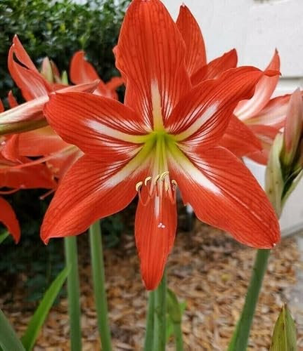 Aachondra 30pcs Amaryllis semillas inferiores ciruela blanca