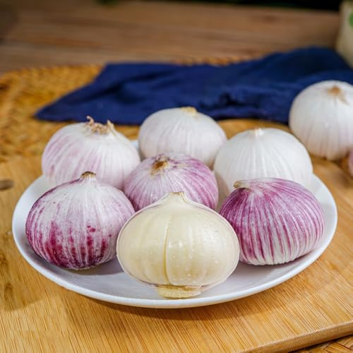 pflanzknoblauch winterhart bio - balkon, hochbeet indoor garden bodendecker 5zwiebeln