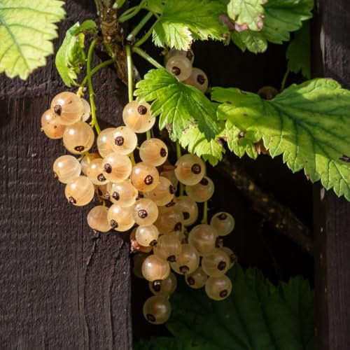 Plantas de grosella espinosa - semillas plantas de interior plantas en maceta Semillas de árboles bonsái para techo verde plantas decorativas plantas exóticas plantas frutales plantas 300pcs