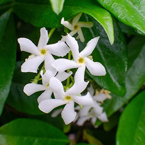 Bloomique - Lot de 2 - Trachelospermum jasminoides - Jasmin étoilé blanc - Plantes grimpantes - Plantes de jardin - Persistantes - Rustiques - 50-70 cm de haut - Pot 15 cm