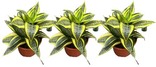Sansevieria Golden Hahnii – Planta Natural Mini en 3 Macetas de 8 cm | Lengua de Suegra enana | Ideal para Interior | Purificadora de Aire y Fácil de Cuidar