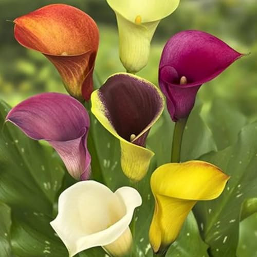 Calla Lily Bulbs for Planting Now UK Ornamental Perennial Excellent Display Plant Bulbs Good for Containers Natural Organic Easy Plant Perennial Greening Flower-2bulbs-O
