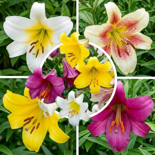 FLORIUM 15 x samling av trumpetliljor i 5 sorter, 3 för färg, perenn och rustik, blomlökar blandade från Holland för trädgård och vas | Kaliber Ø 14–16 cm