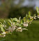 Honigbeere MyBerry® Sweet 30-40cm - Lonicera kamtschatica