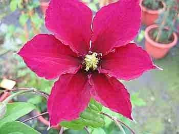 Clematis Rosemoor TM Evipo 002 (N) (60-100 cm) - Waldrebe/Klematis