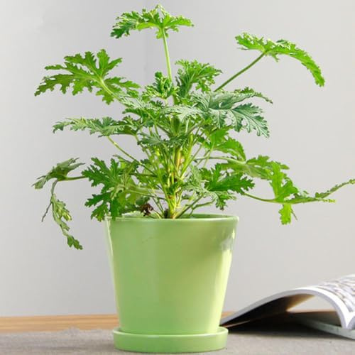 semillas de geranio limón - exóticas balcón jardín decoracion de balcón resistentes semillas raras 100pcs