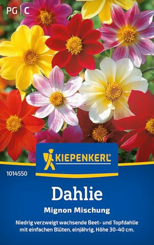Kiepenkerl Dahliensamen Mignon Mischung 1014550 - Einjährige Dahlie mit einer Wuchshöhe von 30 bis 40 cm und einem Inhalt für 30 Pflanzen - Blumensamen, Saatgut