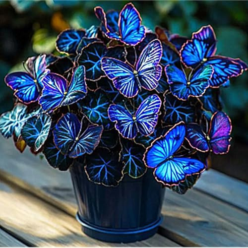 Hostas Bulbs UK,Potted-Plants-Rhizome,Hosta Plants for Garden,Excellent Display-3bulbs-H