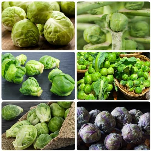 Semillas de coles de Bruselas orgánicas, organicas antiguas variedades 300pcs