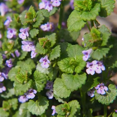 semillas de hiedra terrestre orgánicas de cocina, balcón Glechoma hederacea, decoración jardín para exteriores, resistentes para jardín 500pcs