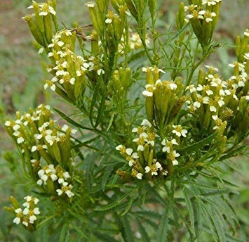 Semillas de maceta - Tagetes Minuta Seeds