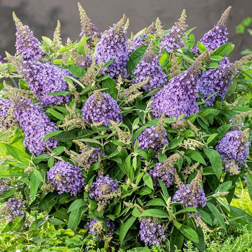 Buddleia Candy Lila Sweetheart Purple Butterfly Bush - Dwarf Buddleia Plants Outdoor Garden Ready - Garden Ready and Hardy Outdoor Shrubs Plant (9cm Pot, 15-25cm)