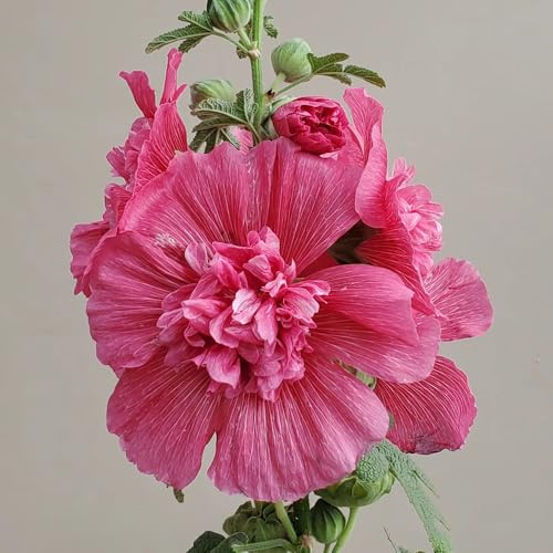 semi di malvarosa perenne - malvarosa, rustiche per giardino, resistenti di comprano, balcone 50pcs