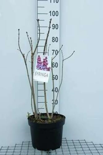 Syringa vulg. 'Michel Buchner' - Lilas Commun 'Michel Buchner' 60-70 cm en pot