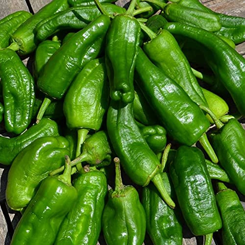 Semillas Pimiento Padrón | DECOALIVE | Semillas para Cultivar Pimientos de Padrón en Huerto Urbano