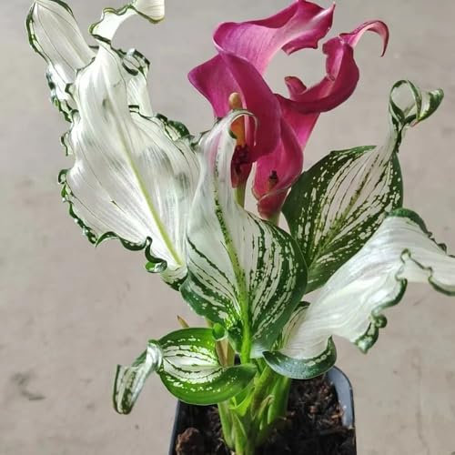 Calla Zwiebeln, Calla Lilien Zwiebeln, gärtner geschenke Zantedeschia aethiopica, winterfeste pflanzen für balkon geschenke für gartenfreunde balkongarten dekoblumen topfpflanzen 9pcs