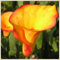 Bulbos De Calas,Plantas Calas De Colores,Lirio De Cala,Planta De Calas,Bulbo De Lirio De Cala,PlantacióN De Adornos Perennes-10Bulbos-c