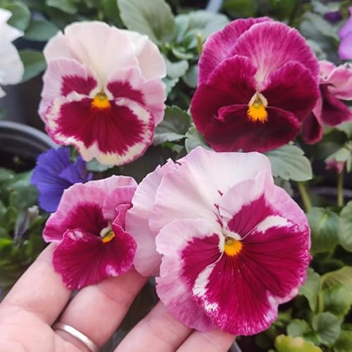 viola del pensiero - Viola tricolore - giardino decorazione giardino interni semi interni resistenti semi selvatici 420pcs