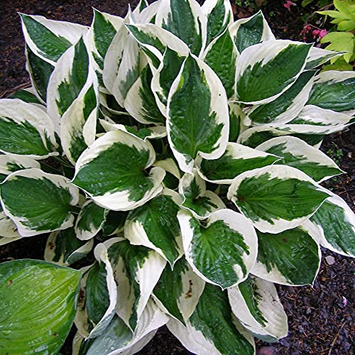 Hosta pflanze winterhart,hosta pflanze winterhart,Fiori Incredibilmente i,Splendidi Colori,-1,10Bulbis