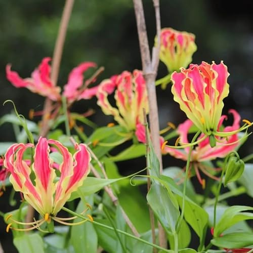 10bulbos de lirio de llama, Decoración de sala de estar, lirio antorcha resistente, balcón, jardín silvestres