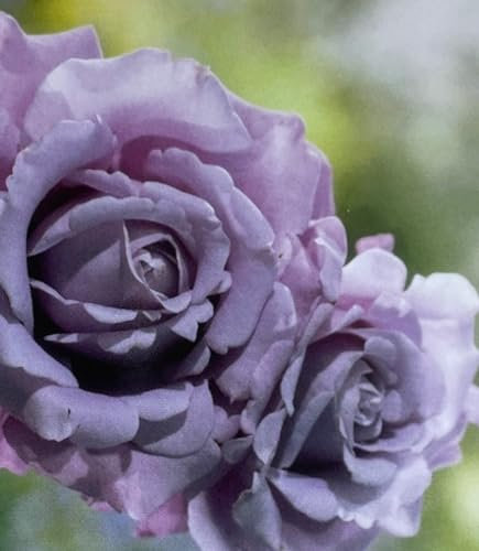 Fragrant Lilac Purple Mauve Hybrid Tea/Floribunda Bush Rose Plant in A 3 Litre Pot