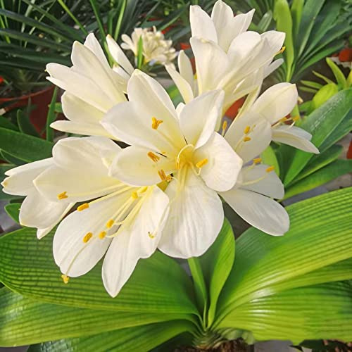 Clivia - jardín decorativa semillas de silvestres resistentes silvestres interior exóticas semillas jardín 300pcs