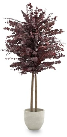 Maia Shop Eucalipto Preservado - Eucalipto Natural, Árbol Eucalipto Preservado Budeos 150 cm con Hojas Secas, Decoración Hogar, Plantas Naturales Interior