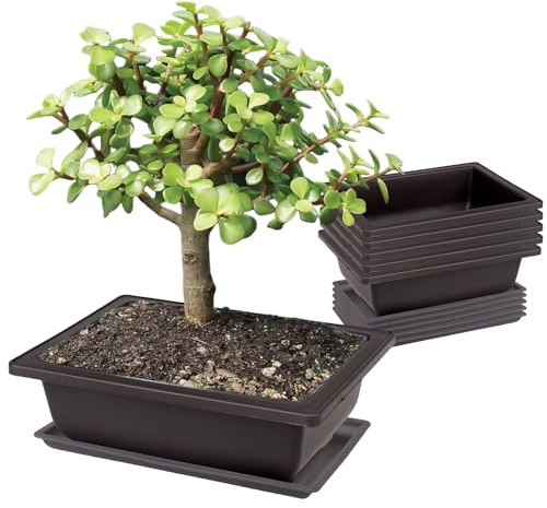 PRITOK 6 ciotole per bonsai: 23 x 17 x 8 cm, con vassoio, ciotola per bonsai in plastica profonda, vaso rettangolare per giardini, cortili, uffici, soggiorno, balconi