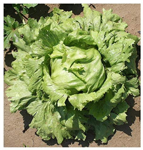 PREMIER SEEDS DIRECT - Lettuce - ICEBURG Type - ICE Queen - 1000 Seeds - Organic