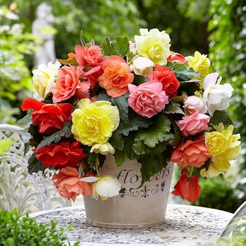 CEMEHA SEEDS - Seeds Wax Begonia Mix Large Flower Indoor Perennial Flowers for Planting