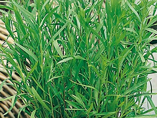 350 Seeds of Herb Russian Tarragon