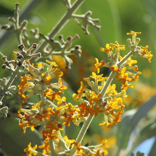 Vivai le Georgiche - Pianta vera di Buddleja madagascariensis Buddleja nicodemia Buddleia, Albero delle farfalle del Madagascar - vaso Ø 17 cm - altezza alla vendita 40-60 cm