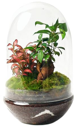 Terrario Plantas Cristal - Cúpula con Ficus Ginseng y Fittonia | Jardin Eterno en Cristal o Ecosistema Cerrado | Ideal para Decoración Hogar | Mediano | Medidas: 30 x 19 cm