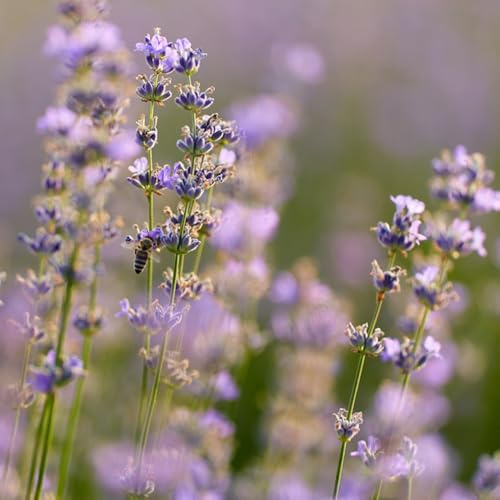 Semillas de lavanda, productos sostenibles silvestres jardín de semillas de exterior resistentes 500pcs