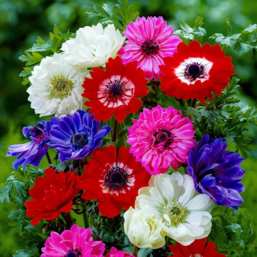 FLORIUM - Anémonas Bulbos Colección St Brigrid (50 plantas), 5 variedades y colores, mezcla perenne y resistente al invierno para macetas, jardín y camas (tubérculos grandes, sin semillas)