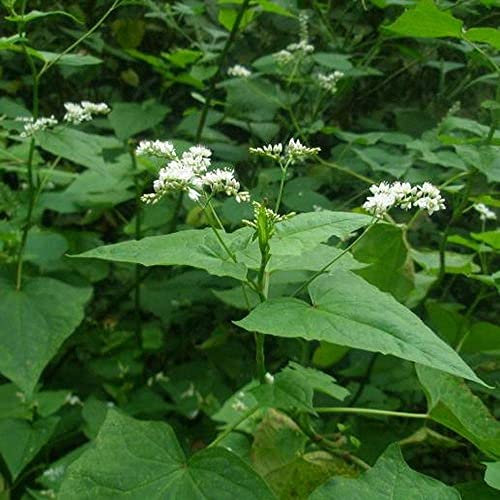 100Pièces sarrasin graines faciles à planter Ces grains naturels sont un excellent choix pour vous Convient aux jardiniers débutants et novices