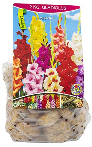 Blumenzwiebeln Gladiolen-Mischung 2kg, bunte Gartenblumen zur Aussat