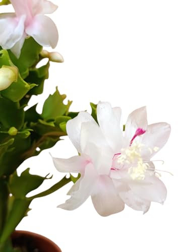 pianta vera di Schlumbergera Dark Eva cactus di Natale pianta grassa fiore bianco rosa