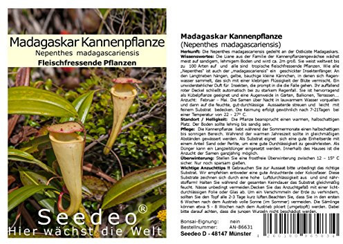 Seedeo® Madagaskar Kannenpflanze (Nepenthes madagascariensis) 20 Samen inkl. Anzuchtsubstrat