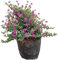 Cuphea Natural Planta Perenne y de Exterior - Flores Naturales